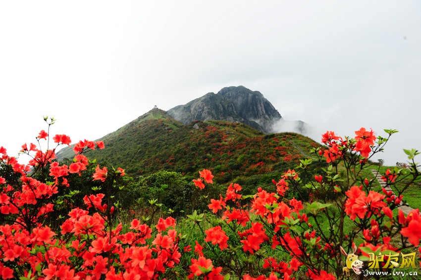 ����ɽ�ž黨